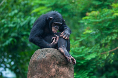 Monkey looking away in a forest