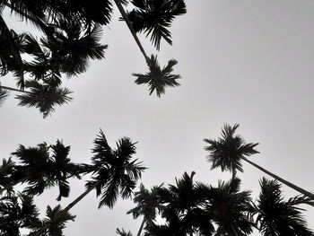 Low angle view of palm tree against clear sky