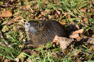 High angle view of an animal on land