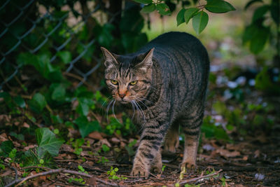 Close-up of cat on field