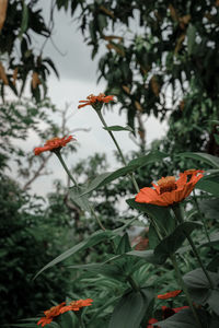 Close-up of orange butterfly on red flowering plant
