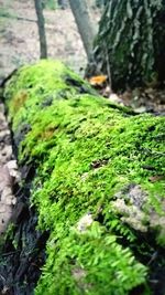 Close-up of moss growing on tree trunk