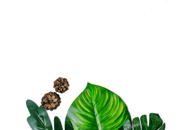 Close-up of leaves against white background