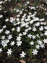 High angle view of white flowering plants on field