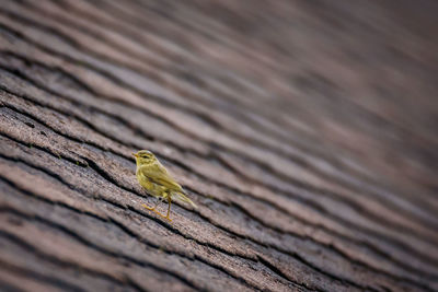 Close-up of bird perching on wood