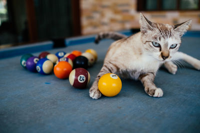 Cat relaxing on pool table