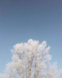 Low angle view of flower tree against clear sky