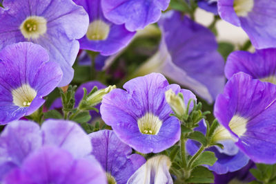 Close-up of purple flower