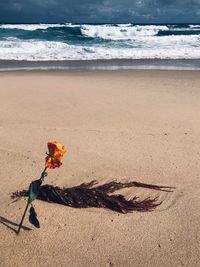 View of a flower on beach