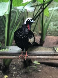 Close-up of a bird perching on a field