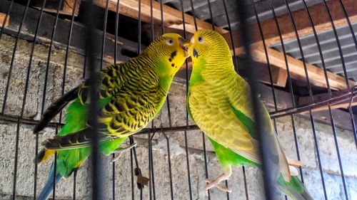 Close-up of birds in cage