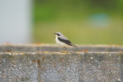 Bird perching on retaining wall