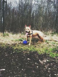 Dog relaxing on grassy field