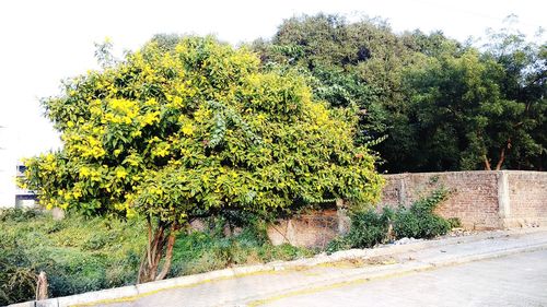 Plants growing by road against sky