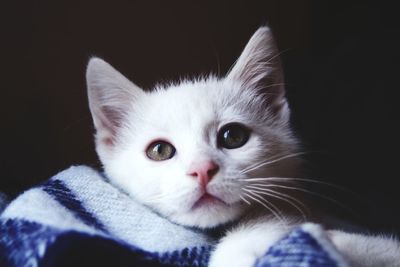 Close-up portrait of kitten