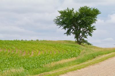 Scenic view of agricultural field against sky