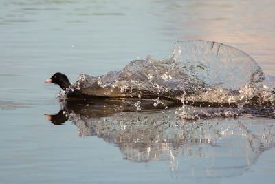 View of birds swimming in lake