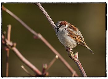 Close-up of bird perching on branch