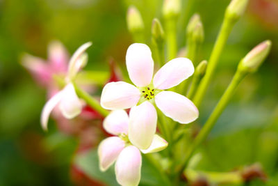 Close-up of pink flowering plant