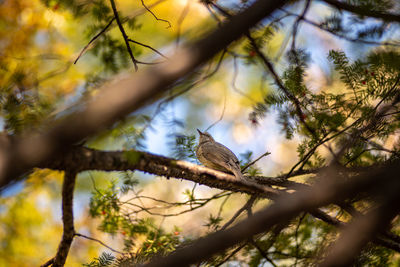 Low angle view of bird perching on branch