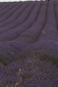 Scenic view of lavender growing on field