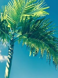 Low angle view of palm tree against sky