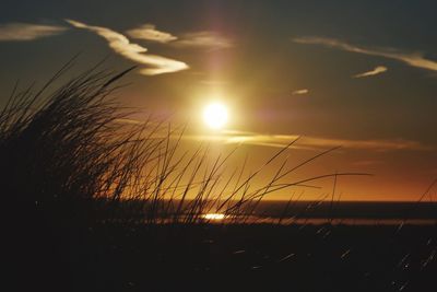 Close-up of grass against sky during sunset