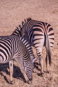 Zebras in field 