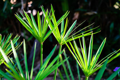 Close-up of fresh green plant