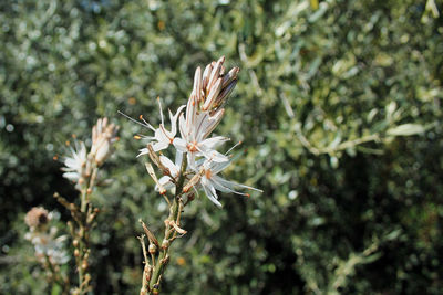 Close-up of flowering plant