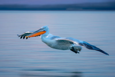 Pelican swimming in lake