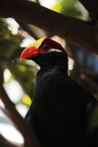 Close-up of bird perching on tree