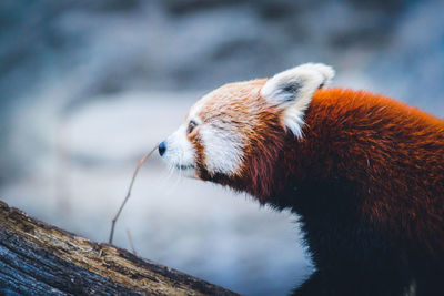 Close-up of red panda on tree trunk