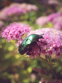 Close-up of insect on flower