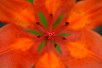 Extreme close-up of flower