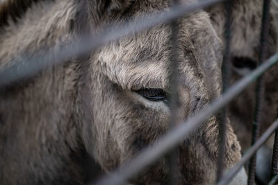 Sardinian donkeys behind a metal fence focus on eyes