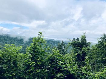 Plants growing on land against sky