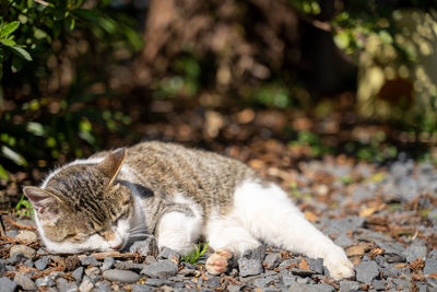 View of a cat resting on field