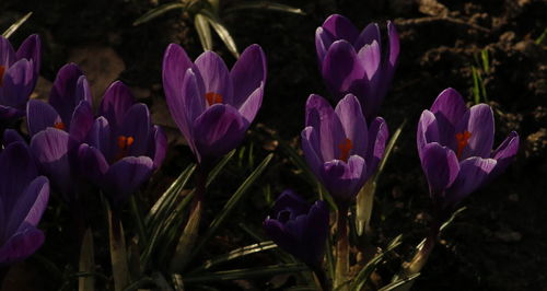 Close-up of purple crocus blooming outdoors