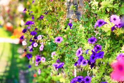 Close-up of purple flowering plants