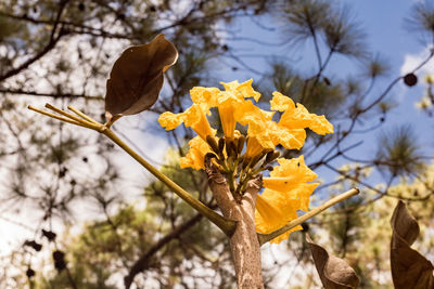 Low angle view of yellow flowering plant on tree