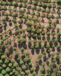 High angle view of plants growing on field