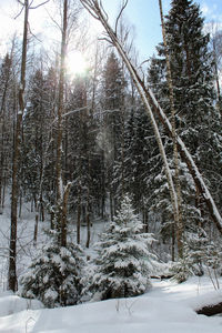 tree