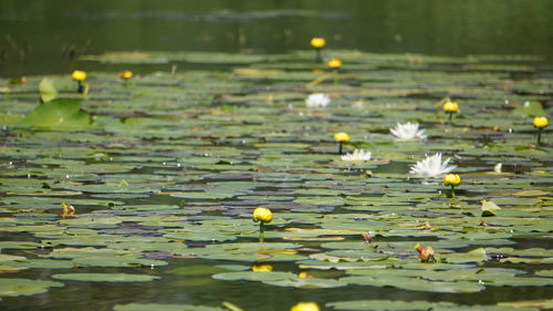 View of water lily in lake