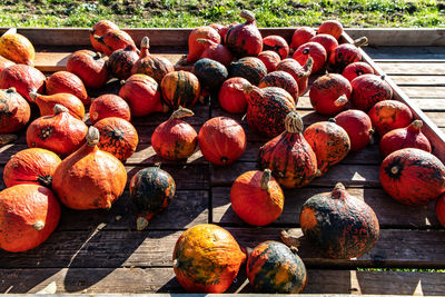 High angle view of pumpkins on bench