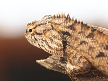 Close-up of lizard