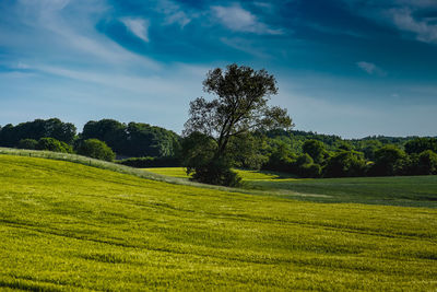 Scenic view of trees on field against sky