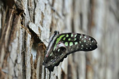 Close-up of butterfly on tree trunk