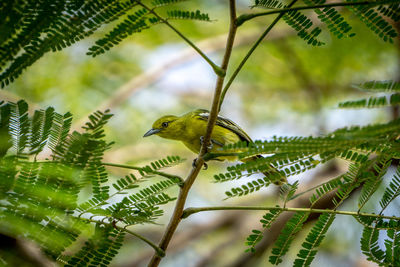 Close-up of bird perching on plant