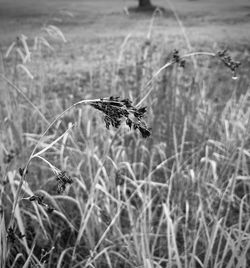 Close-up of wilted plant in field